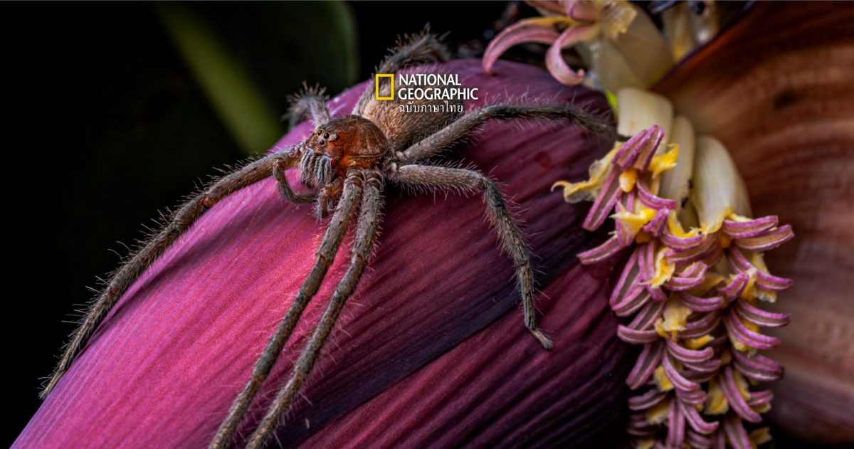 ภาพถ่ายโคลสอัปเผยให้เห็น โลกของ แมงมุม ที่สวยงามไม่เหมือนใคร