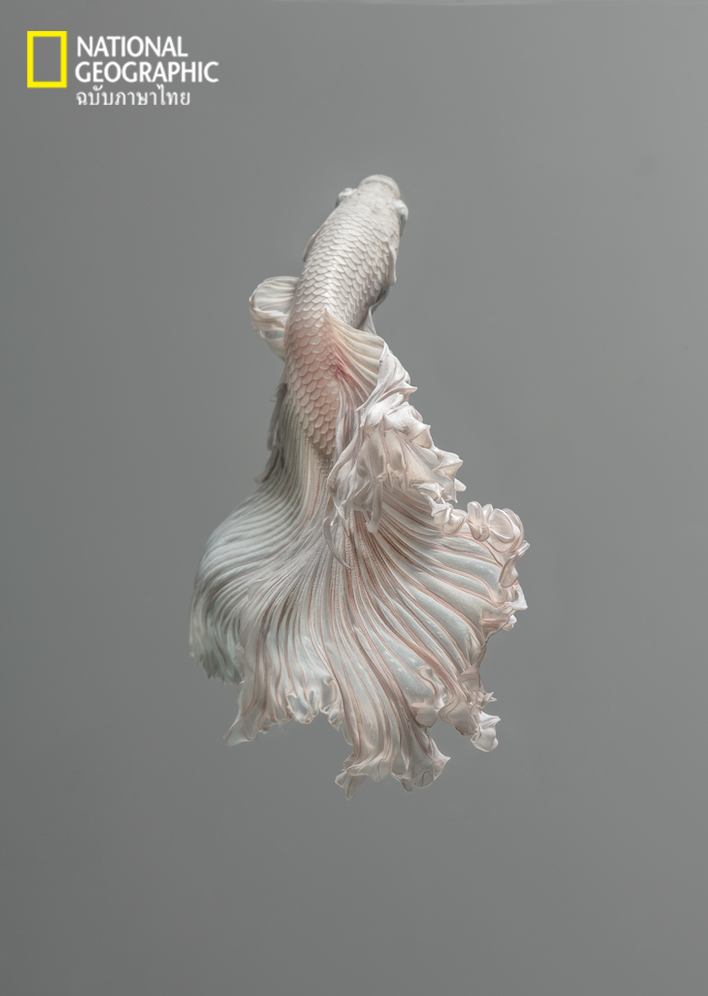 ปลากัดไทย, ปลากัด