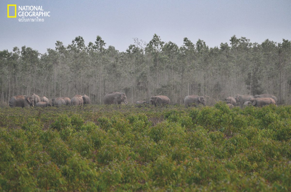 ช้างป่า