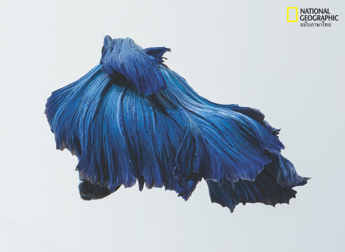 ปลากัดไทย, ปลากัด