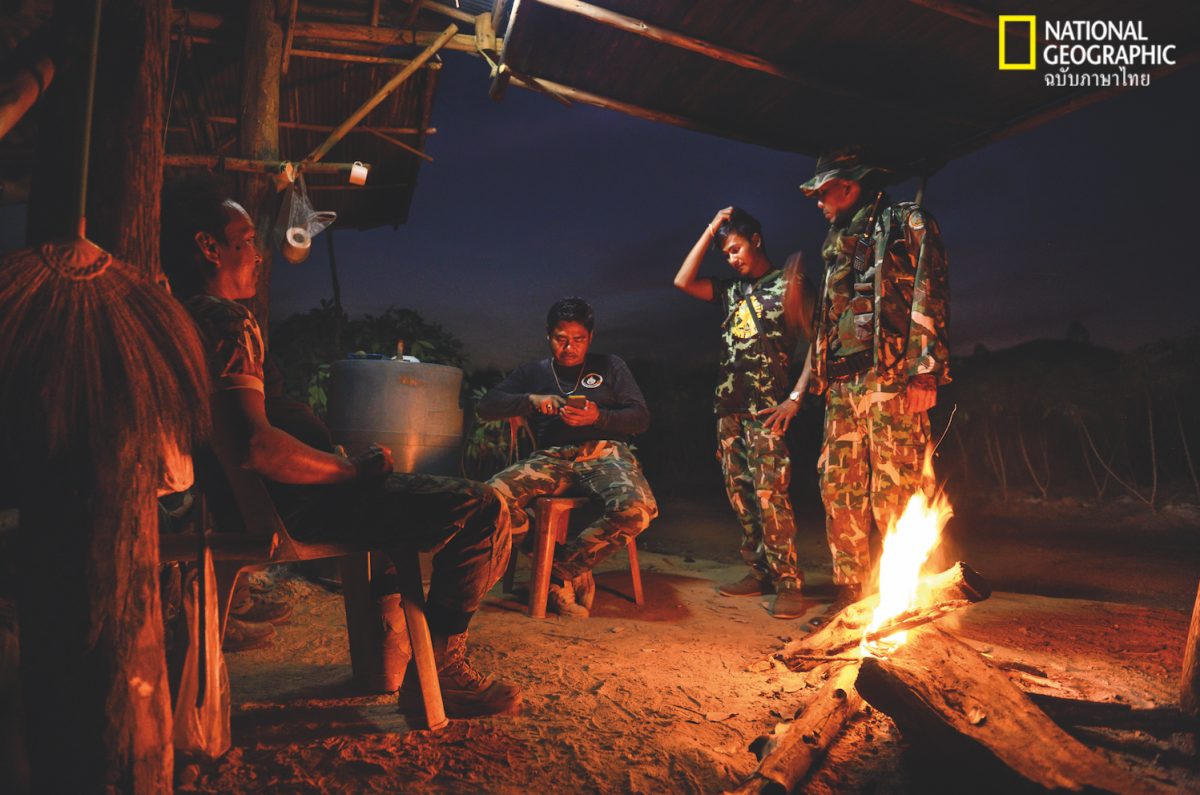 ช้างป่า