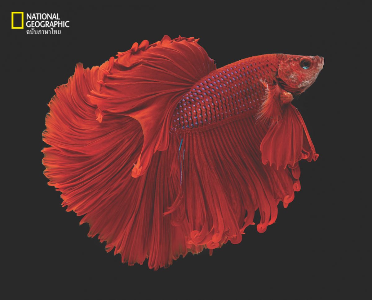 ปลากัดไทย, ปลากัด