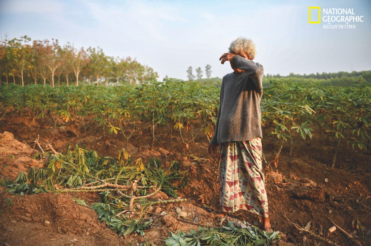 ไร่มันสำปะหลัง, ชาวไร่, ช้างป่า