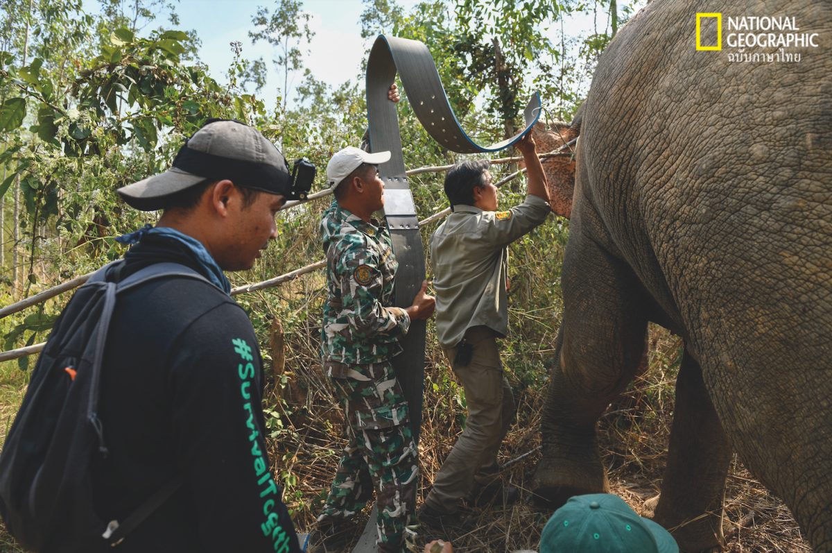ช้างป่า, เจ้าหน้าที่อุทยาน