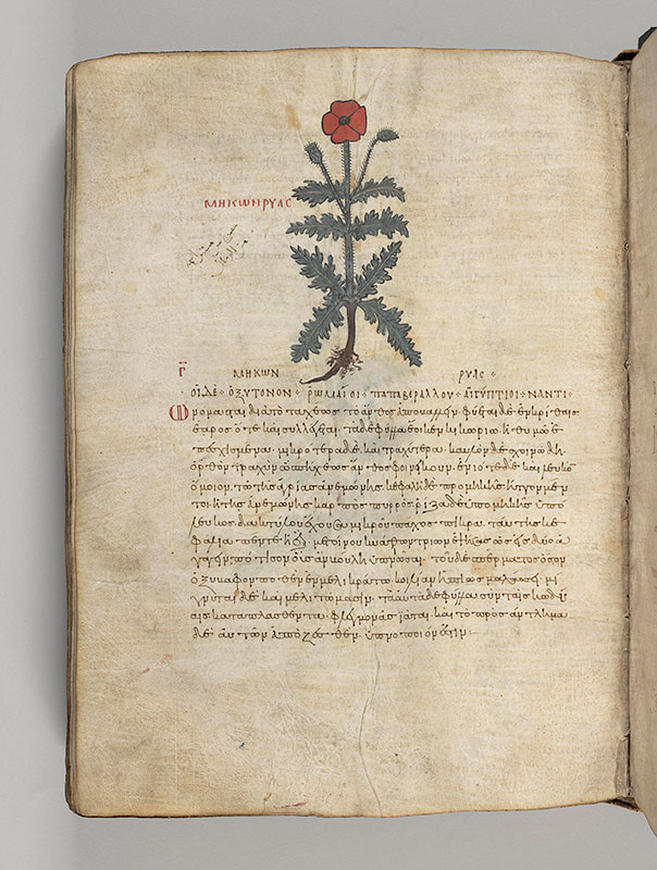 พฤกษศาสตร์