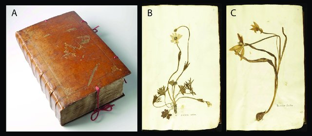 พฤกษศาสตร์