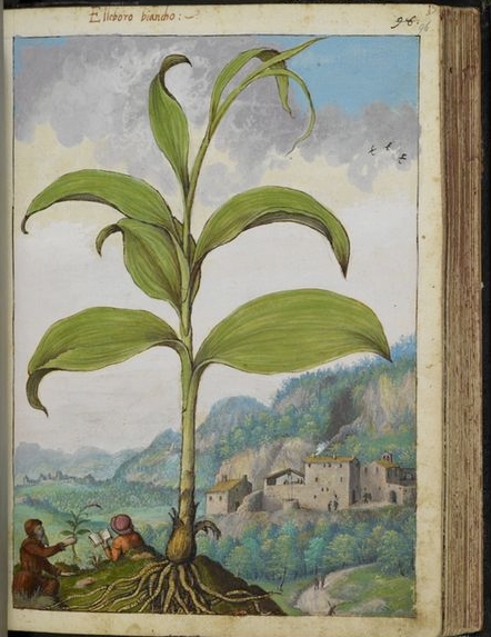 พฤกษศาสตร์