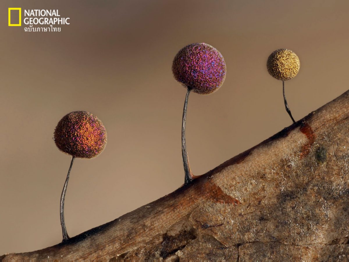 Lamproderma scintillans, ราเมือก