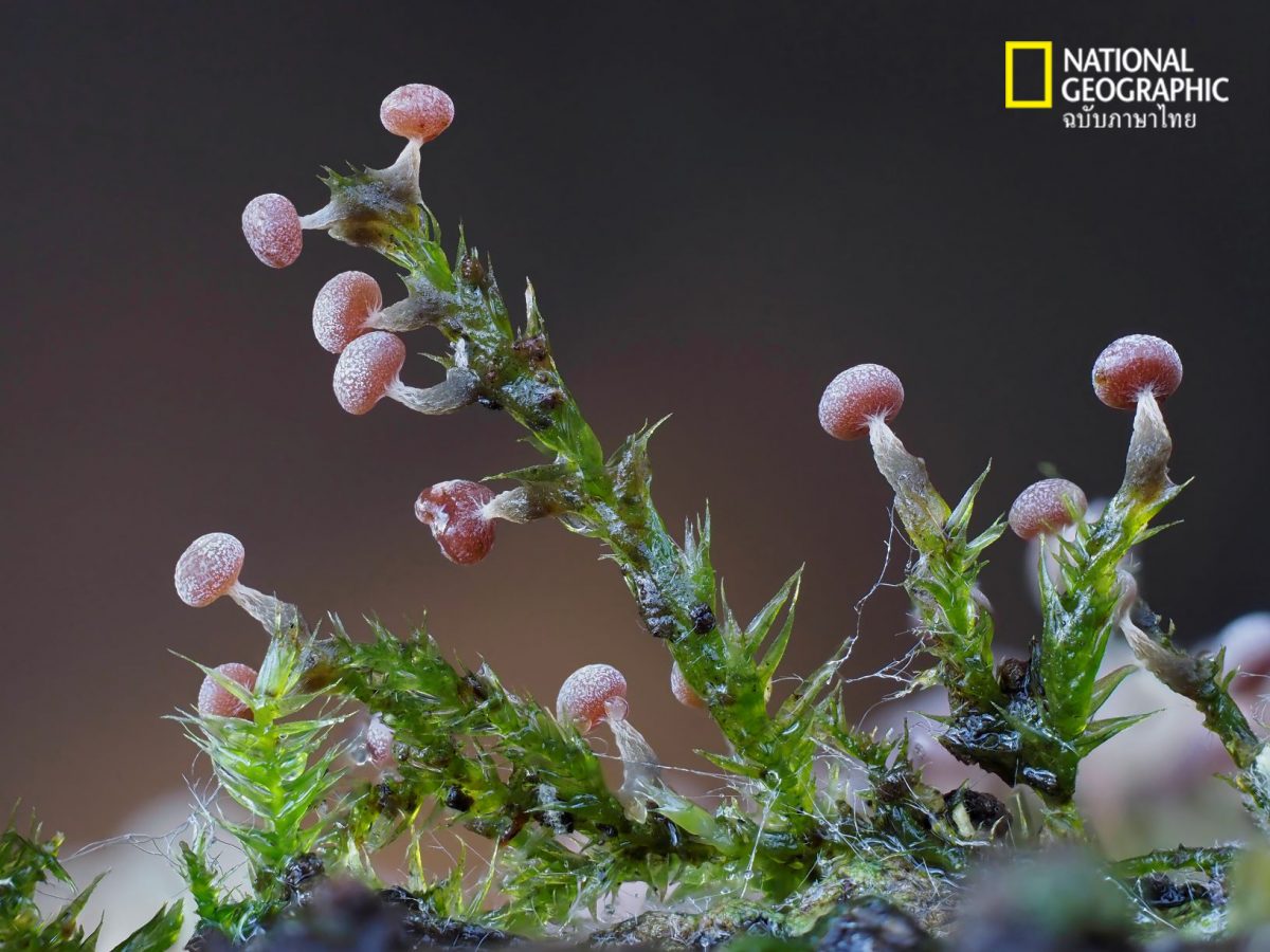 Physarum leucophaeum, ราเมือก