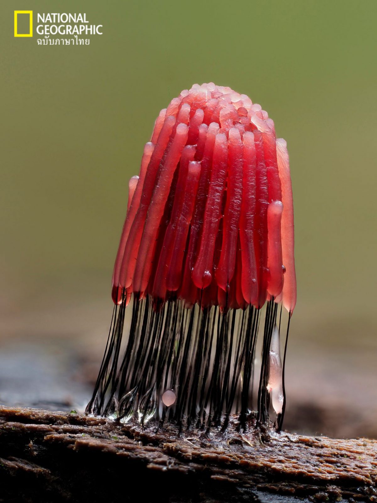 Stemonitis, ราเมือก