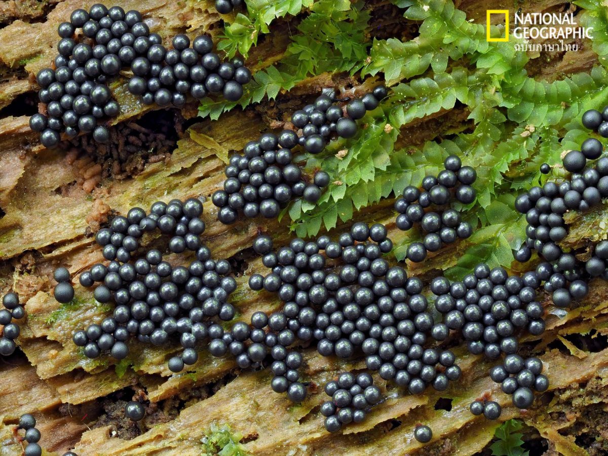 ราเมือก, Cribraria argillacea