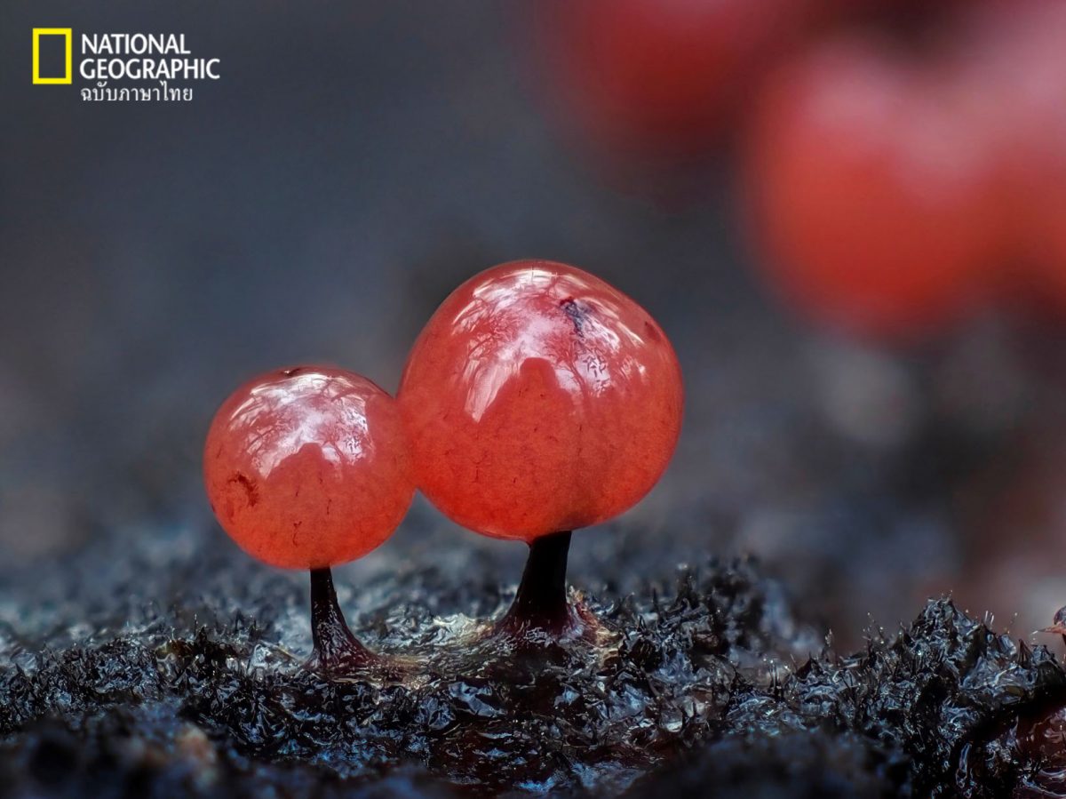 ENERTHENEMA PAPILLATUM, ราเมือก