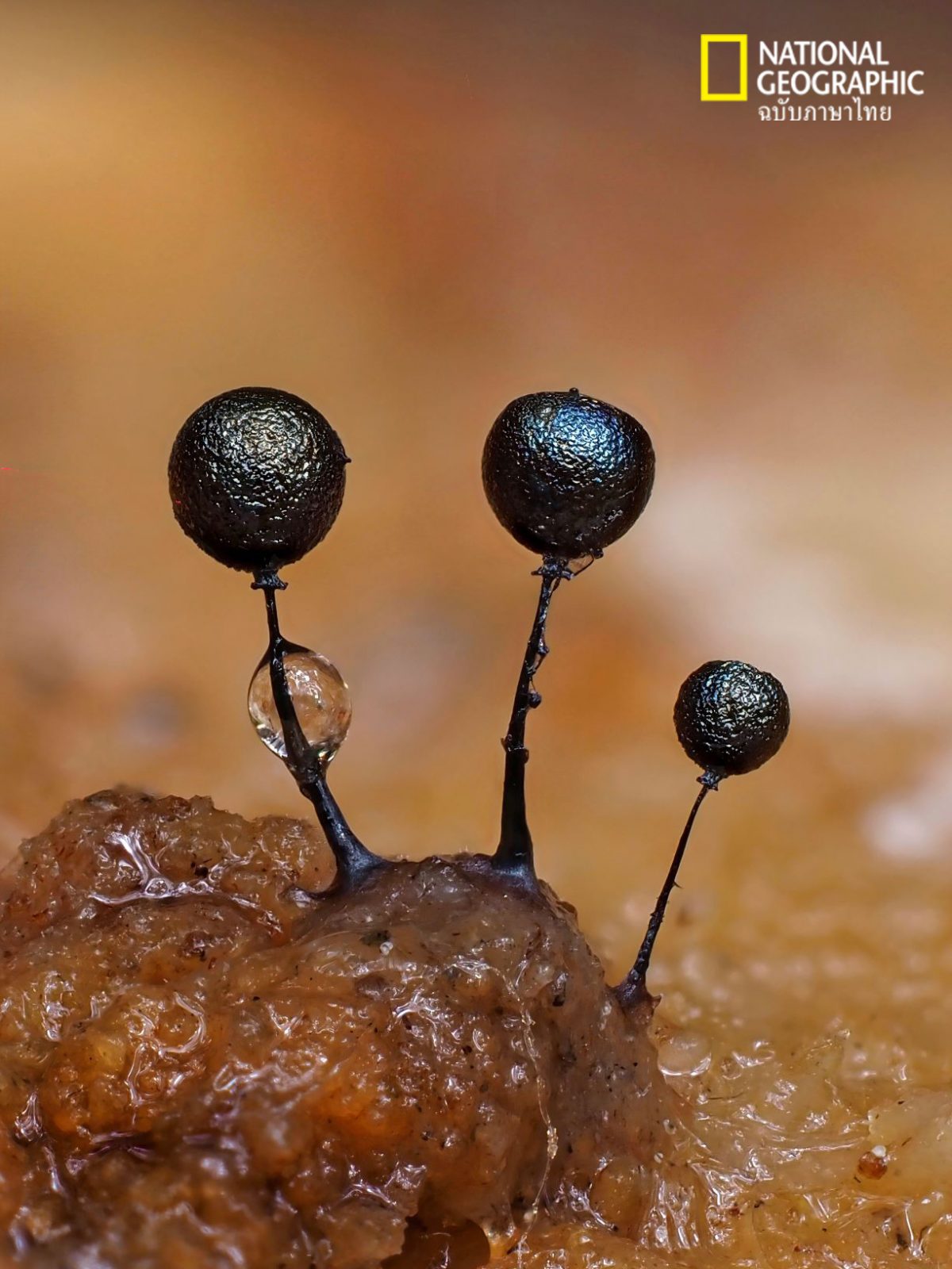 COLLARIA ARCYRIONEMA, ราเมือก