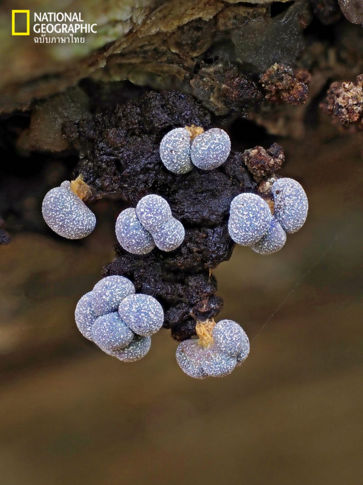 BADHAMIA SP, ราเมือก