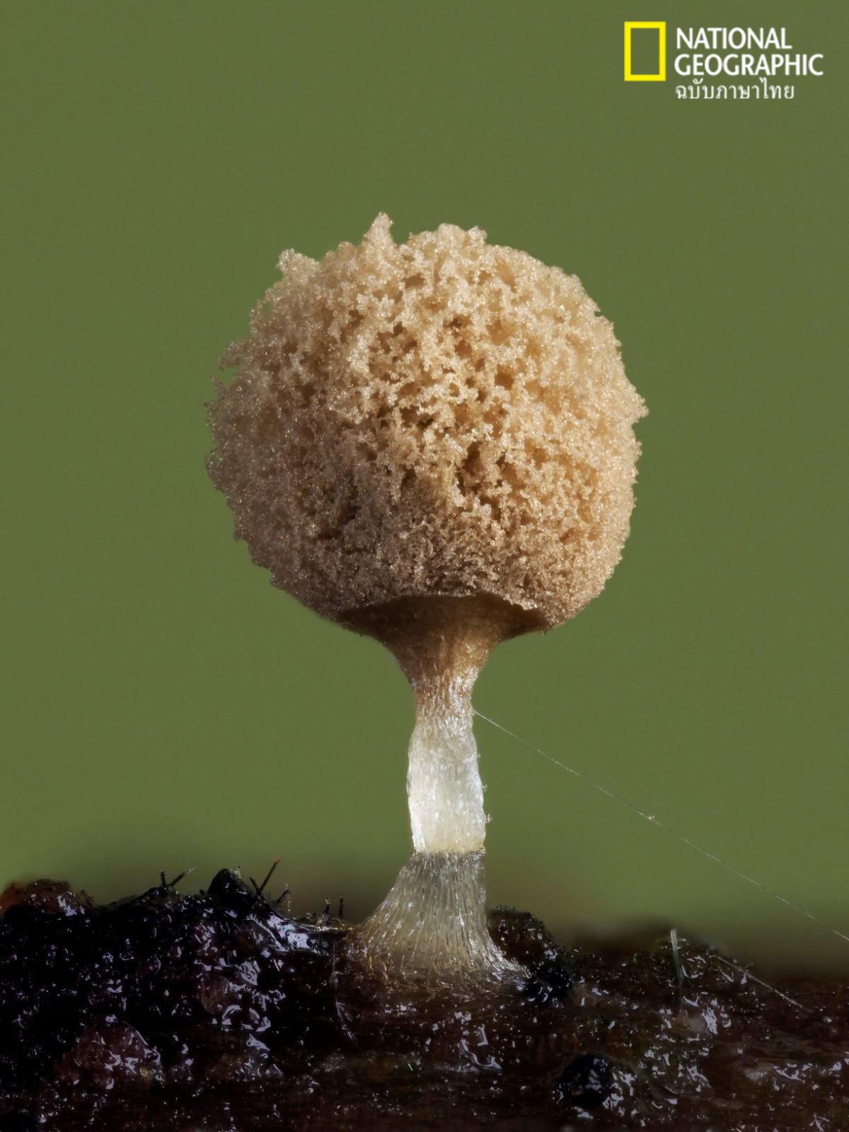 ราเมือก, ARCYRIA POMIFORMIS