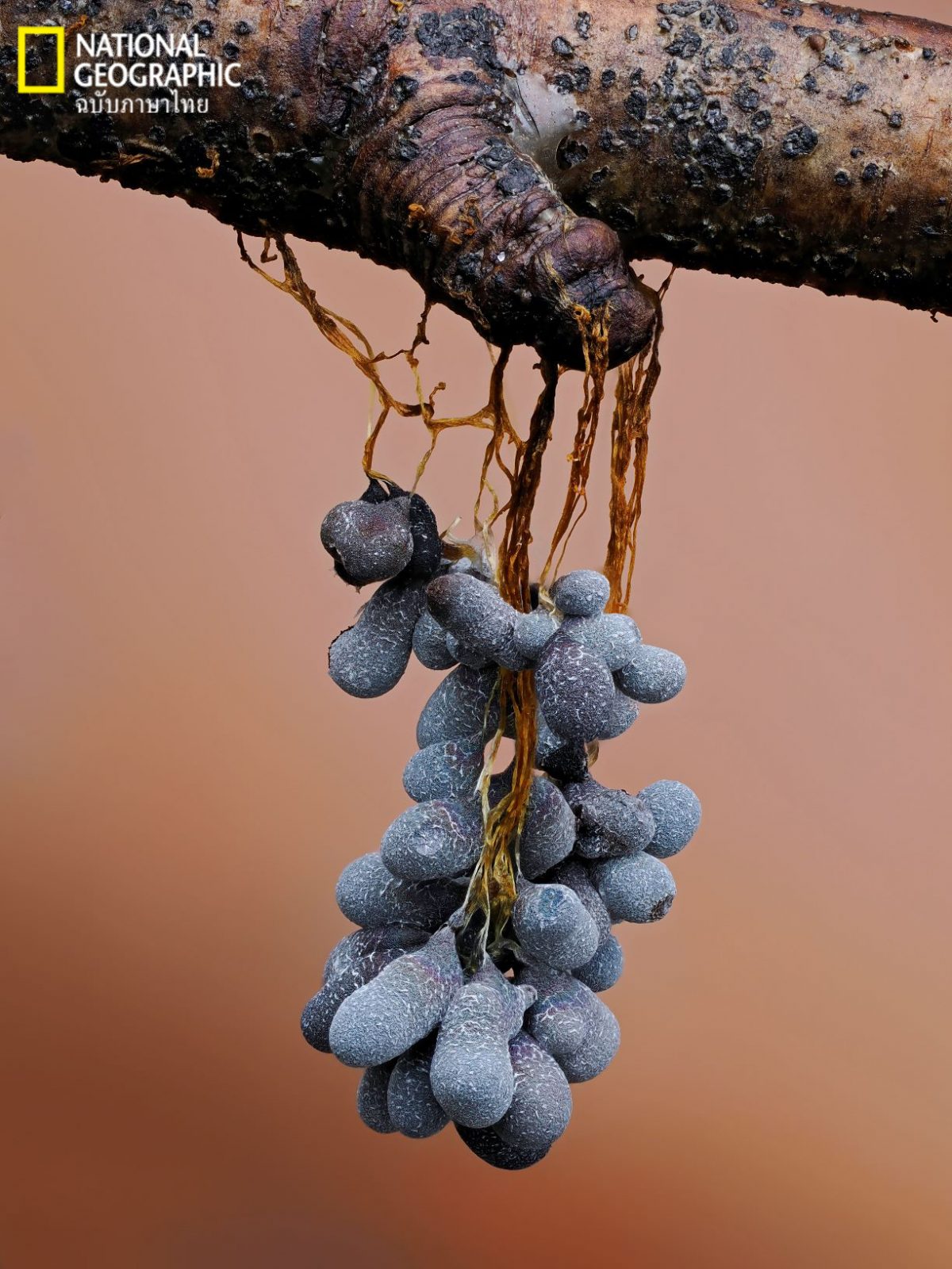 BADHAMIA UTRICULARIS