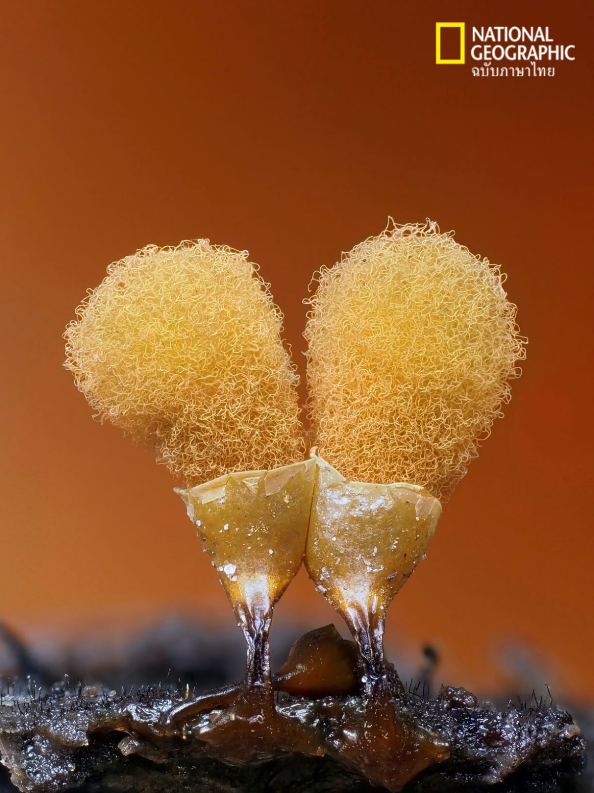 HEMITRICHIA CALYCULATA