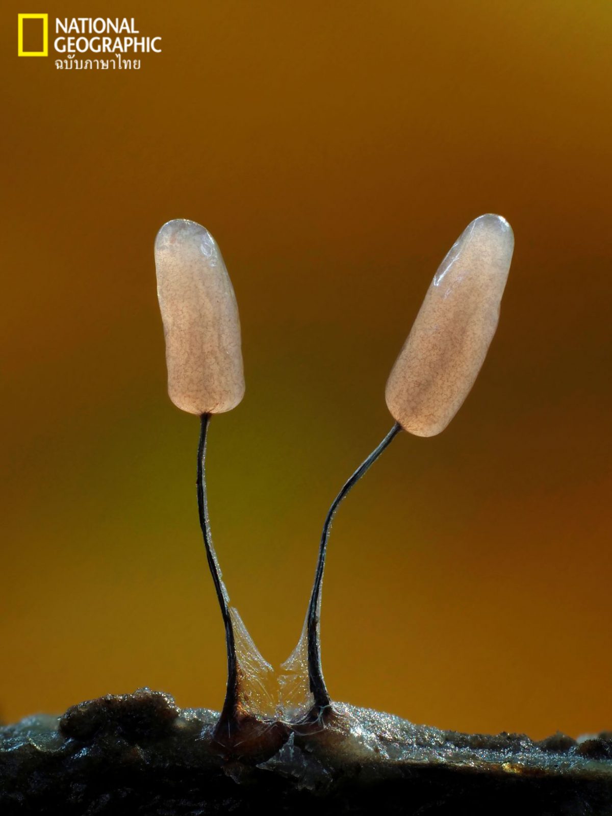 STEMONITOPSIS TYPHINA