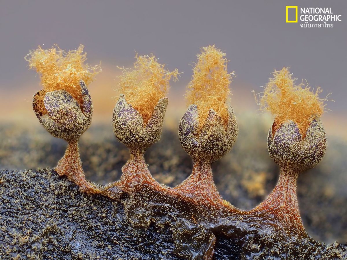 ราเมือก, Metatrichia floriformis