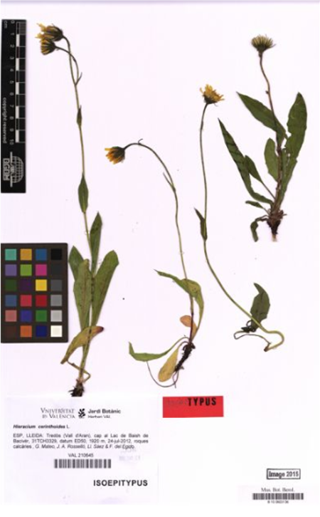 พฤกษศาสตร์