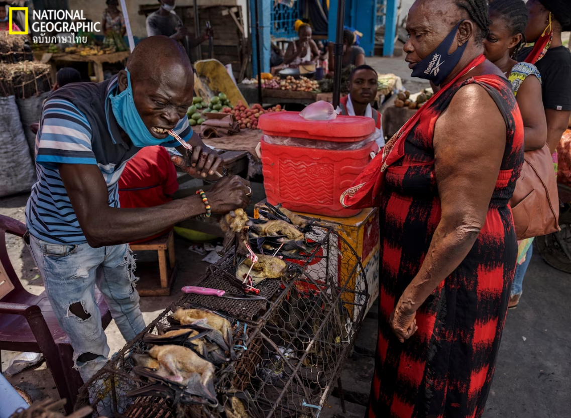 ค้าสัตว์ป่า