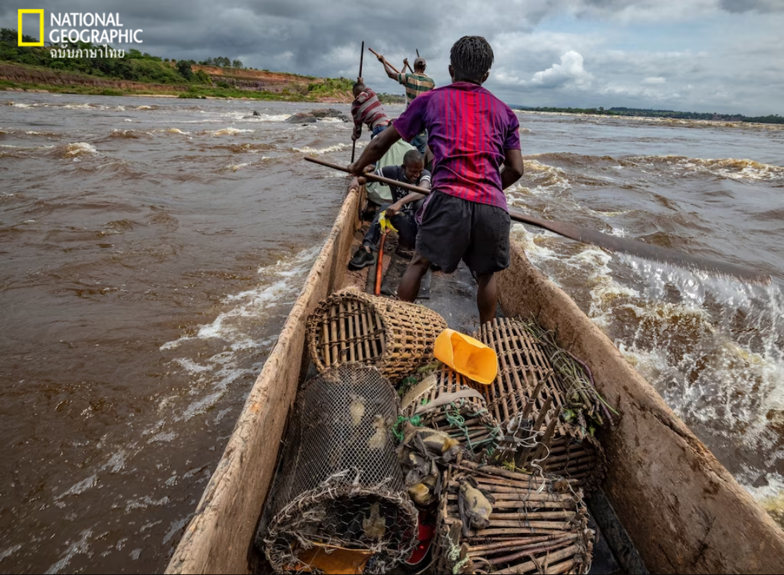 ค้าสัตว์ป่า