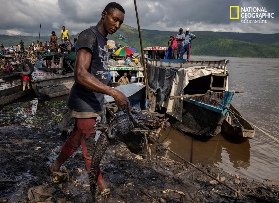 ค้าสัตว์ป่า, จระเข้แคระ