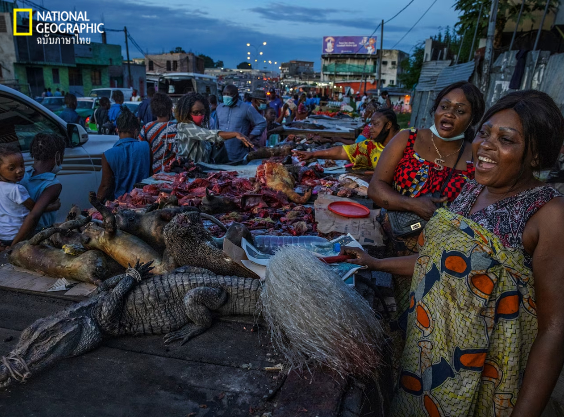 ค้าสัตว์ป่า