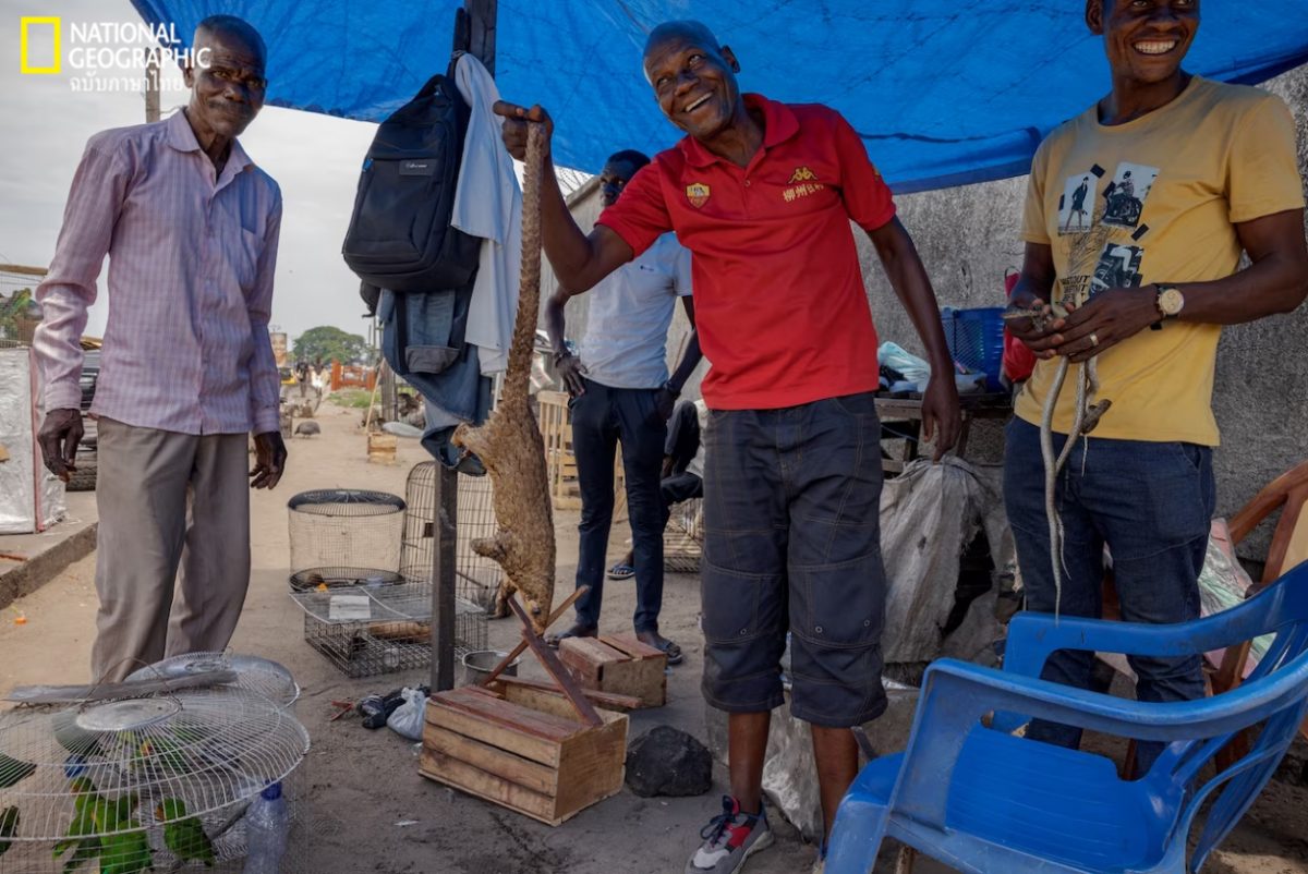 ค้าสัตว์ป่า