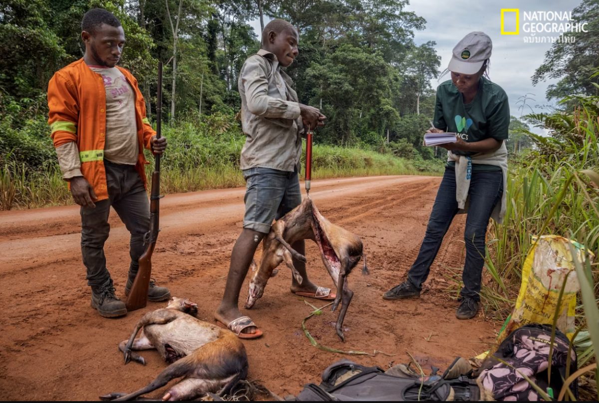 ค้าสัตว์ป่า