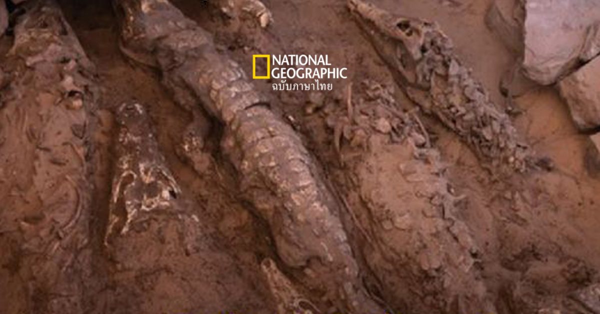นักโบราณคดีพบซาก มัมมี่จระเข้ 10 ตัวในสุสานโบราณของอียิปต์ คาดถูกฝังเมื่อ 2,500 ปีที่แล้ว