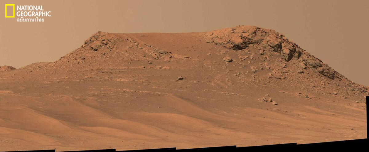 แนวสันทราย, ไพน์สแตนด์, Pinestand