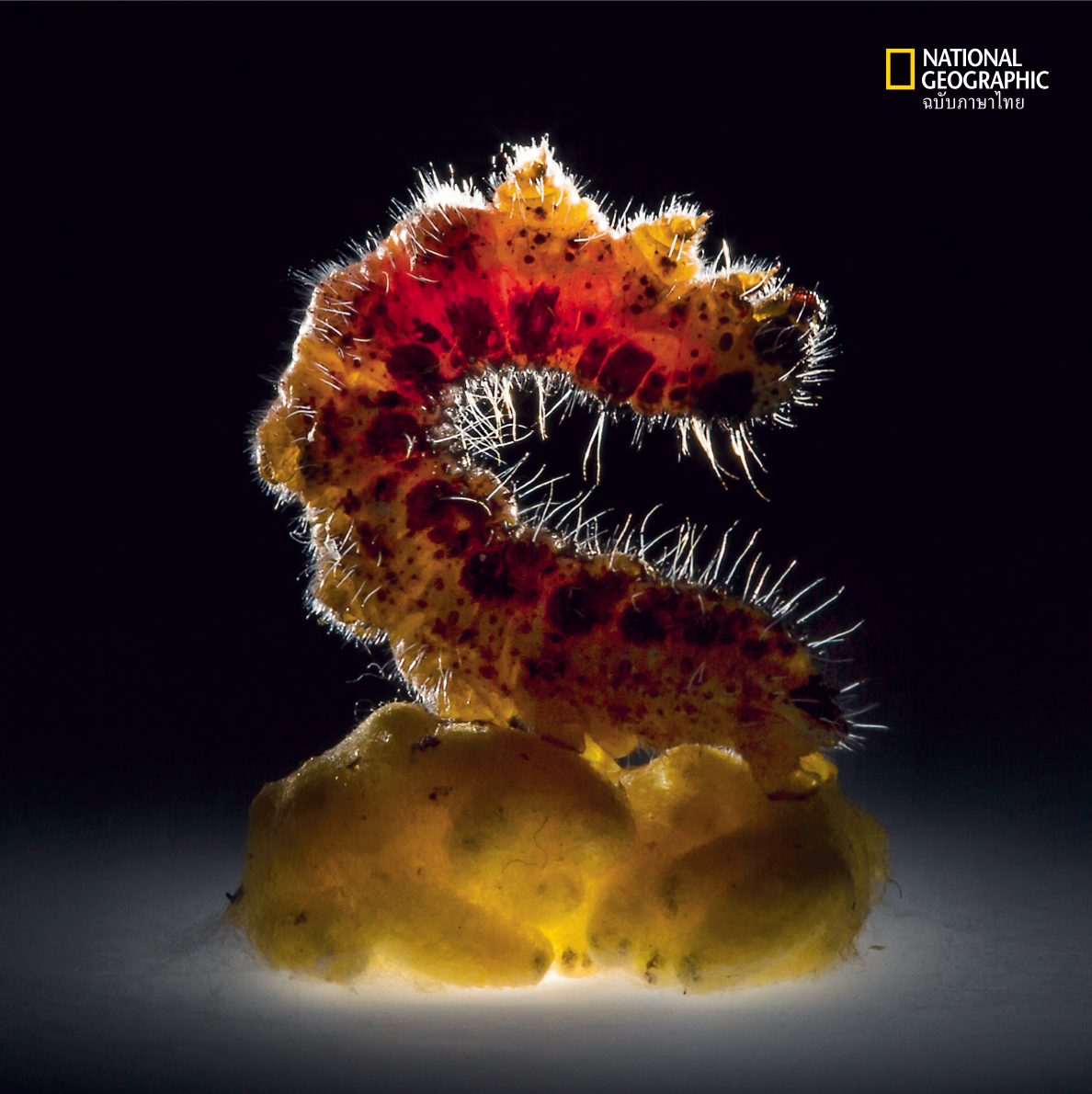 ผีเสื้อหนอน