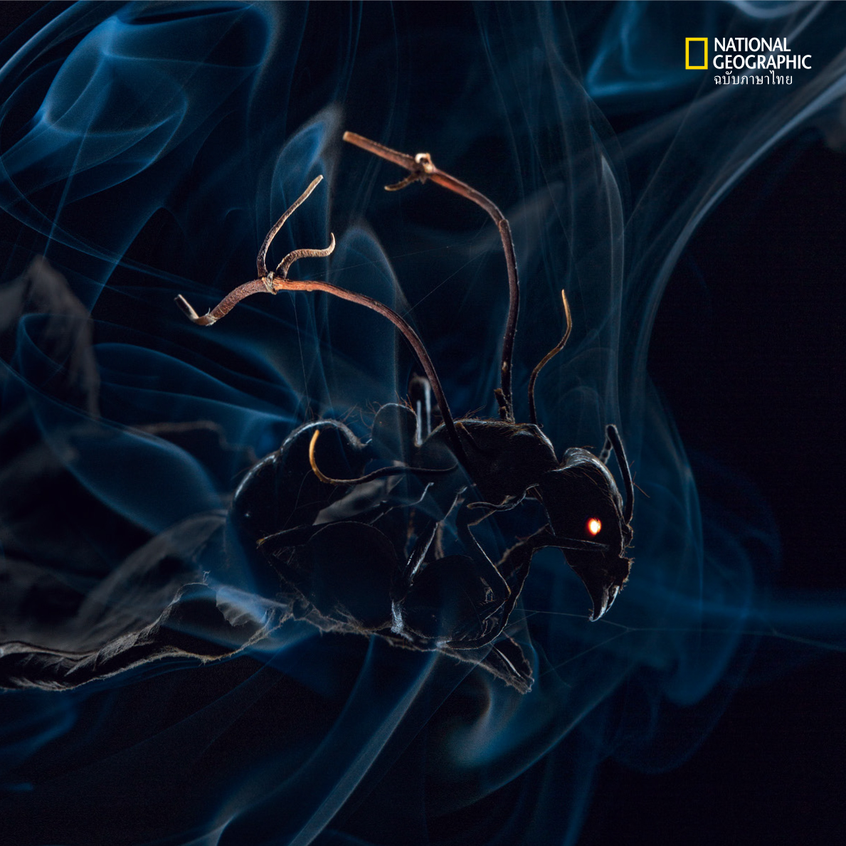 มดแอมะซอน, ซอมบี้ตัวจริง