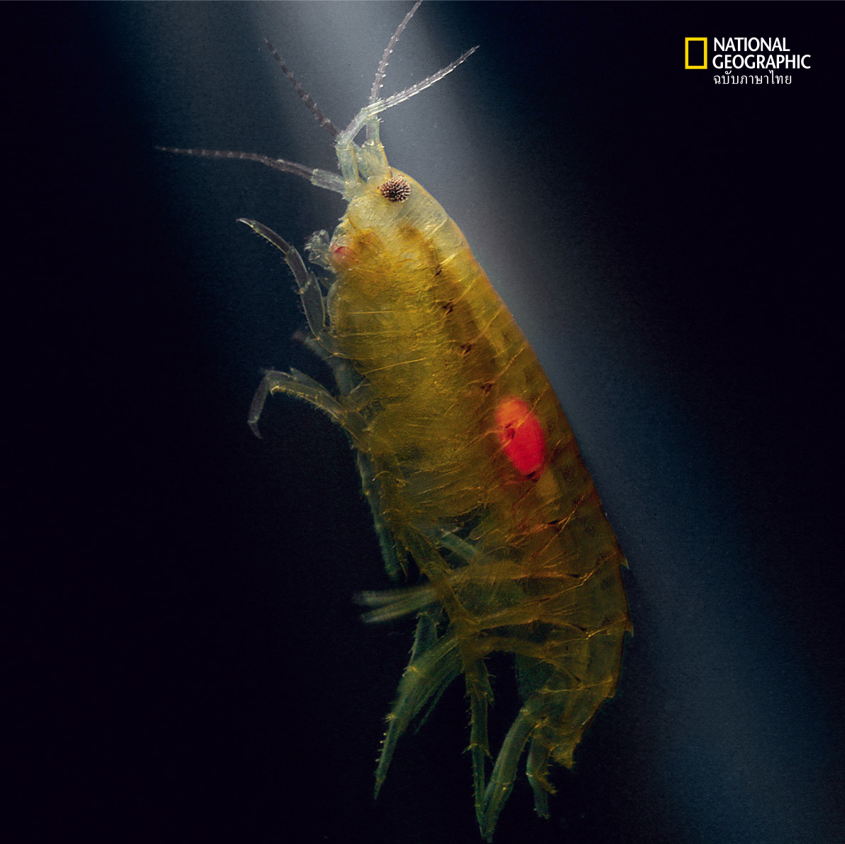 แอมฟิพอด, ซอมบี้ตัวจริง