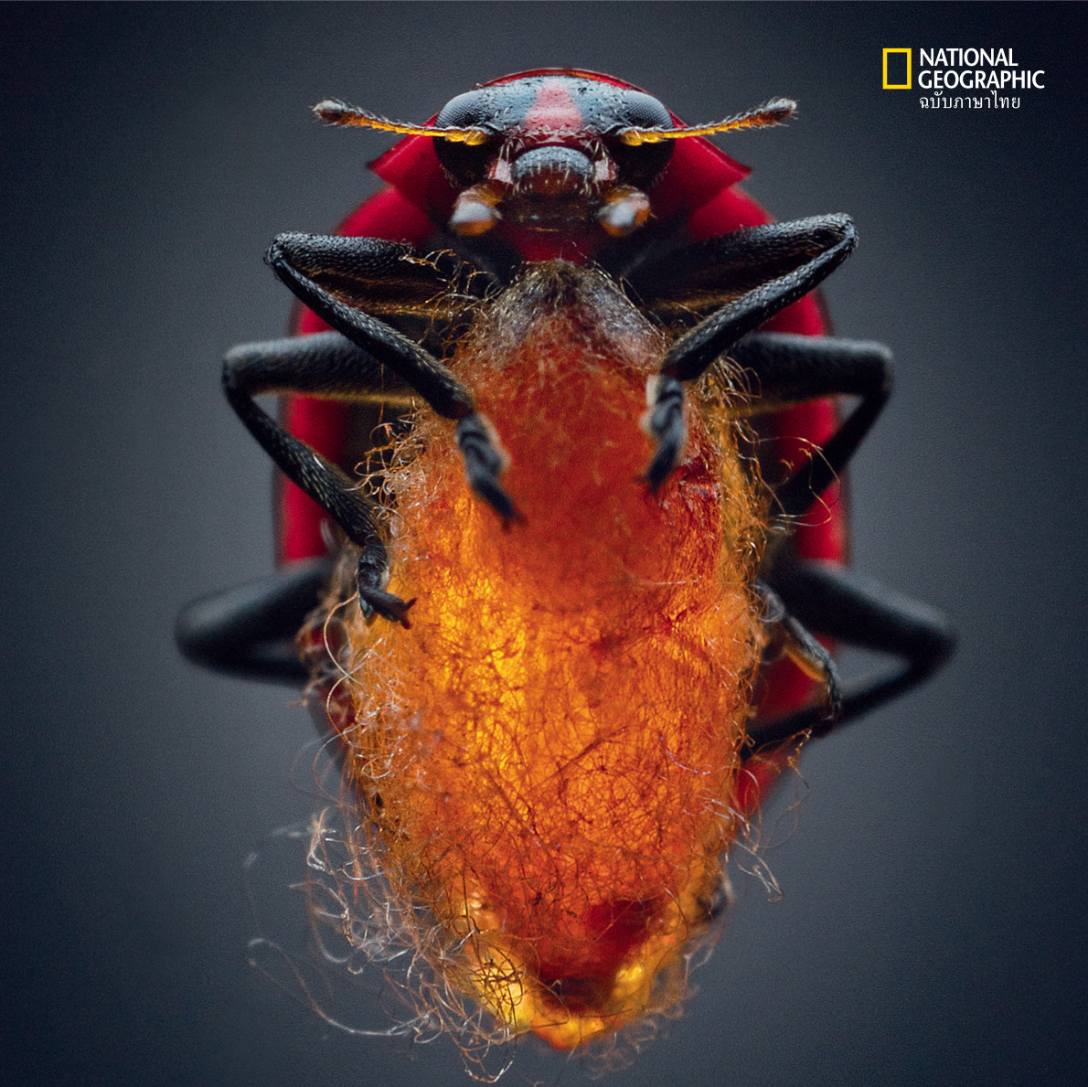 เต่าทอง, ซอมบี้ตัวจริง