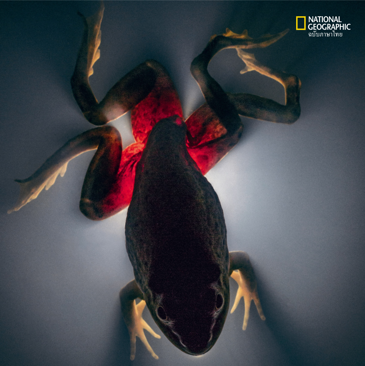 พยาธิตัวแบน, กบอเมริกันบูลฟร็อก, ซอมบี้ตัวจริง