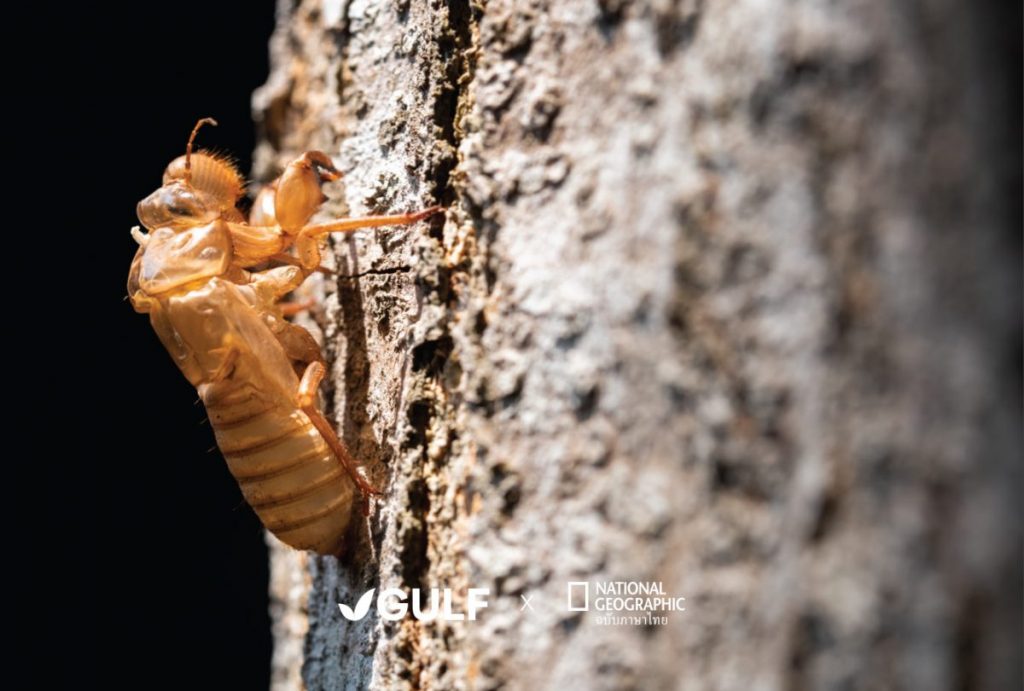 cicada จั๊กจั่น ลอกคราบ