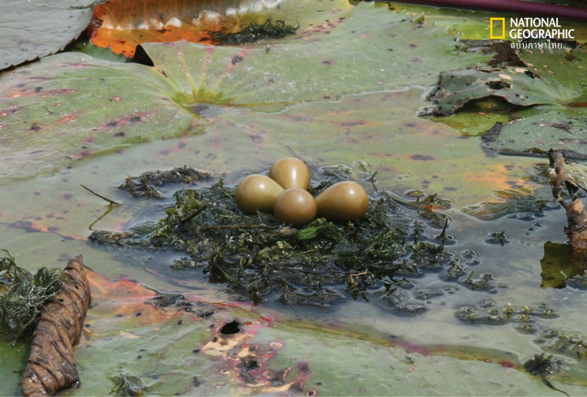 ไข่นก นกอีแจว รังนก บนใบบัว