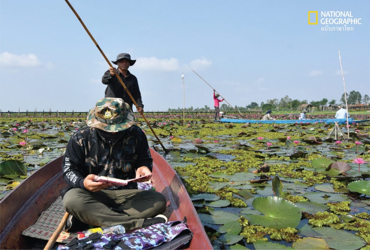ผู้ชาย 2 คน พายเรือ ทุ่งดอกบัว บึงน้ำ บึงละหาน ชัยภูมิ