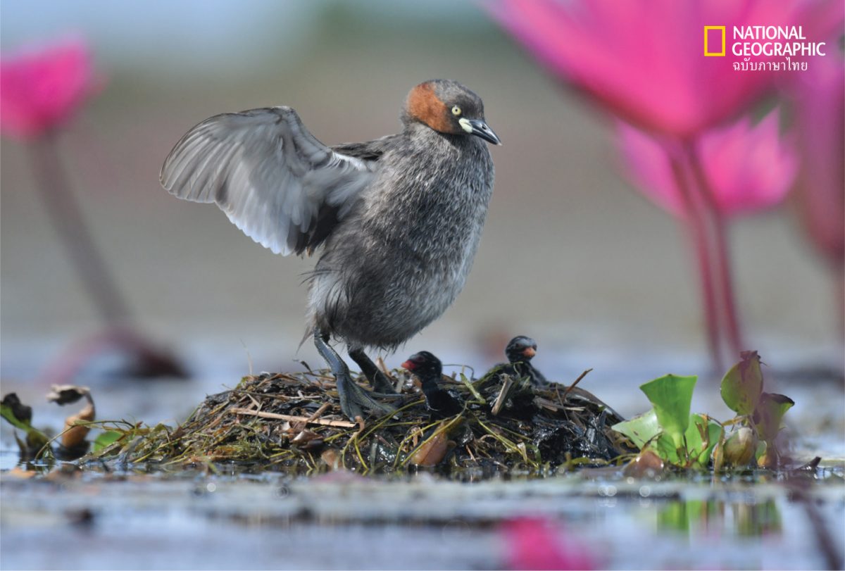 นก ลูกนก ทุ่งบัวแดง บึงละหาน