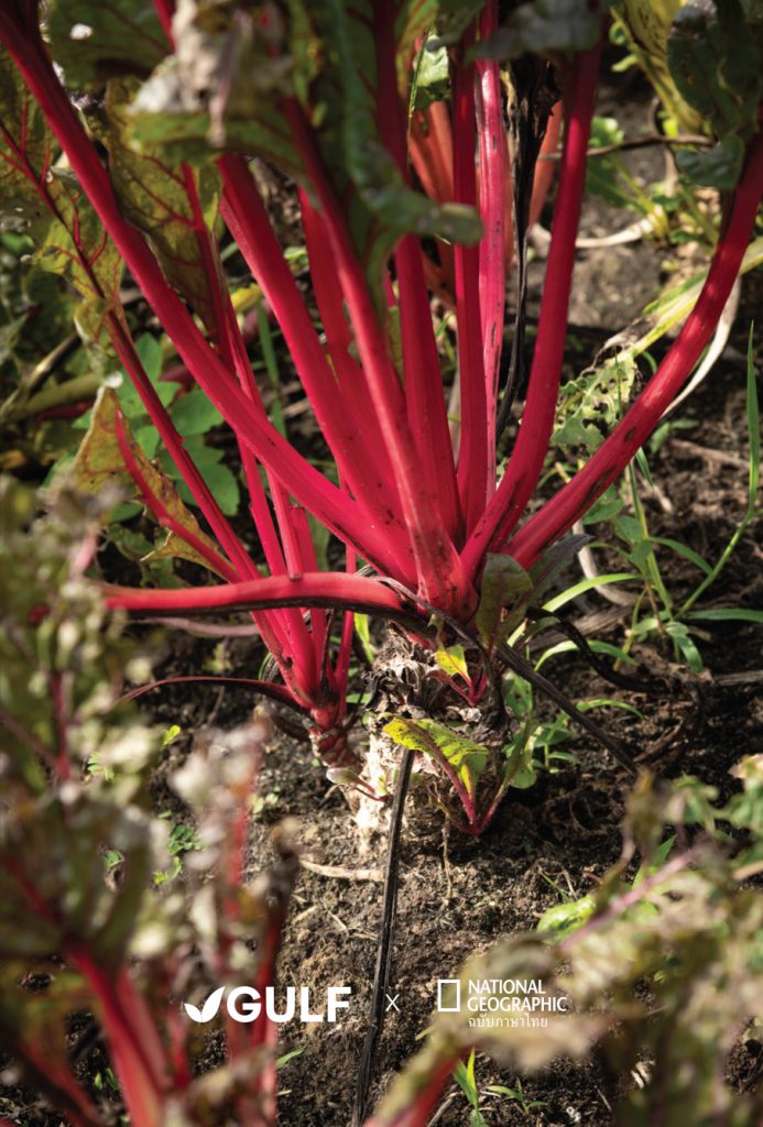 ผัก สวิสชาร์ต ผักฤดูหนาว