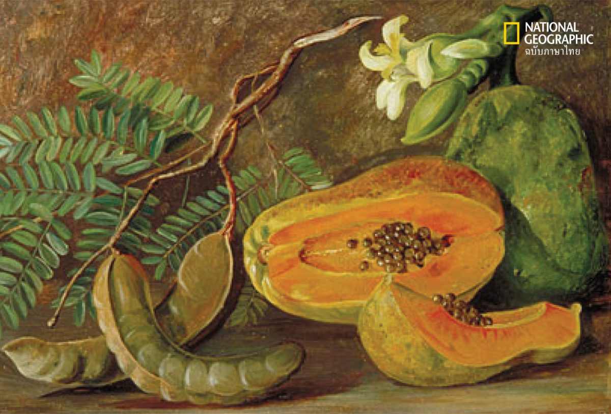 Marianne North Papaya Botanical art