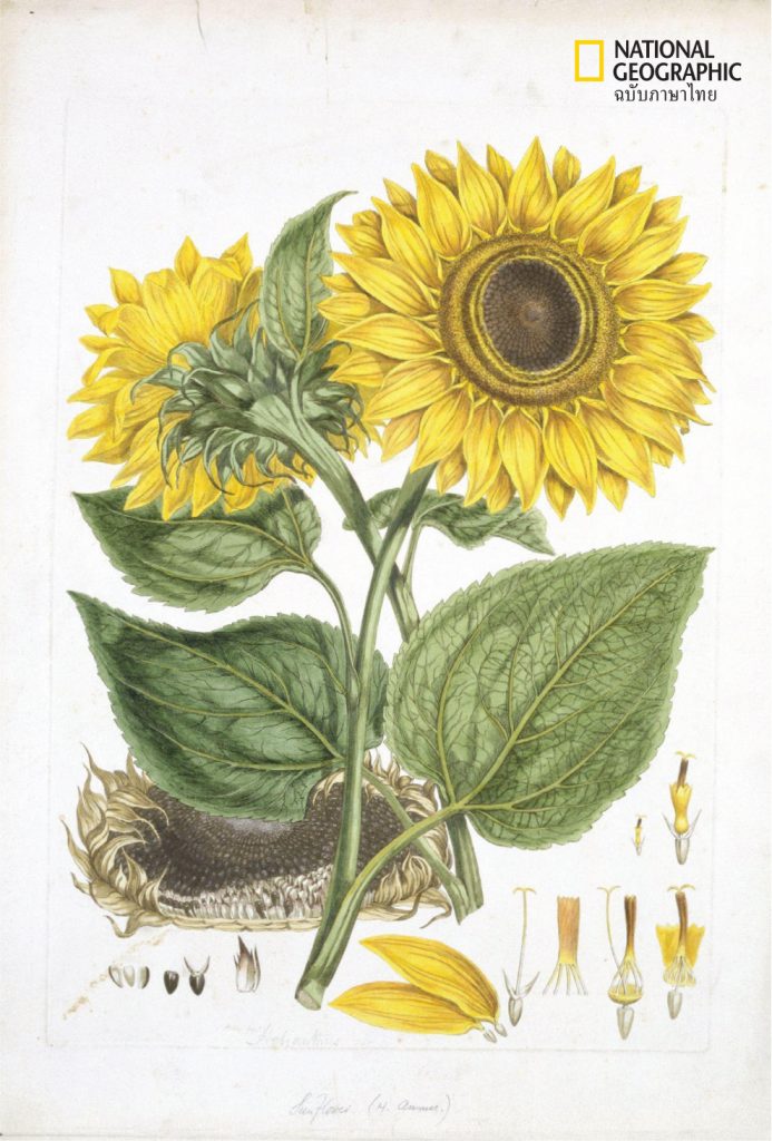 sunflower botanical art Helianthus annuus L.