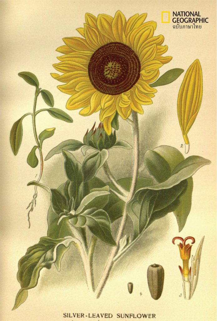 botanical art sunflower H. argophyllus Torr. & A.Gray