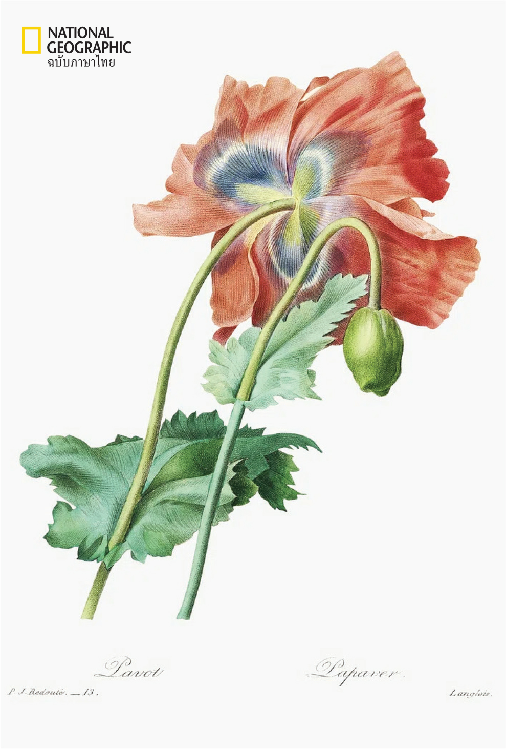 Poppy Pierre-Joseph Redouté (1759–1840)