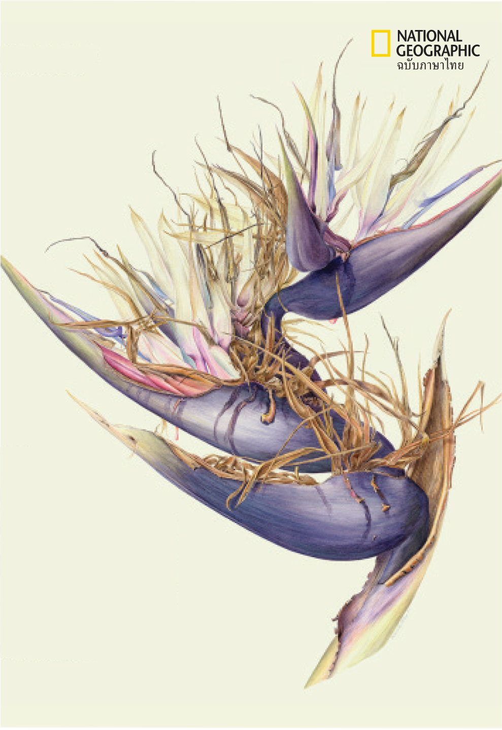 Strelitzia nicolai botanical Beverly Allenart