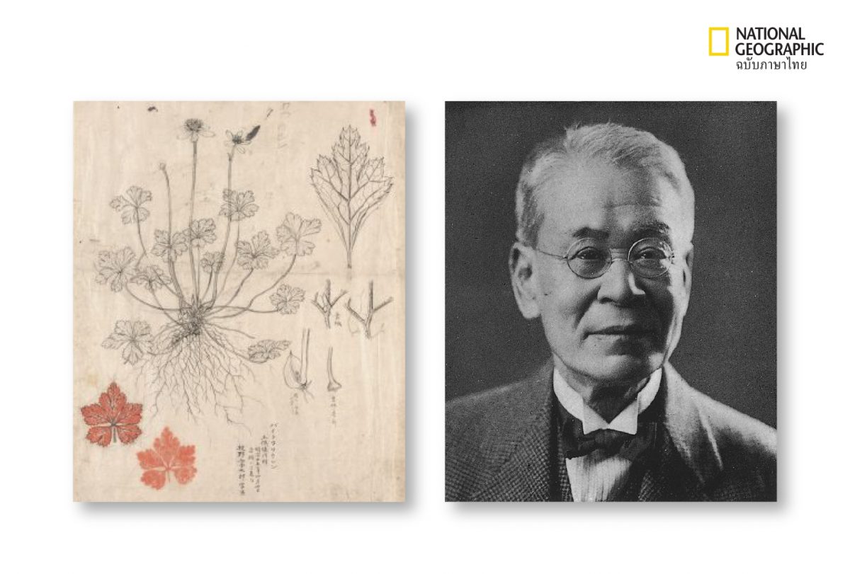 ดร.โทมิทาโร มากิโนะ (Dr. Tomitoro Makino) botanical art
