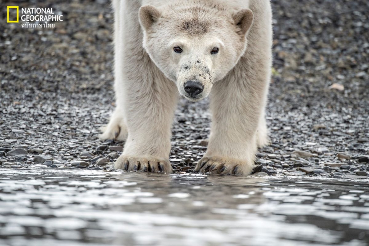 หมีขั้วโลก, สฟาลบาร์