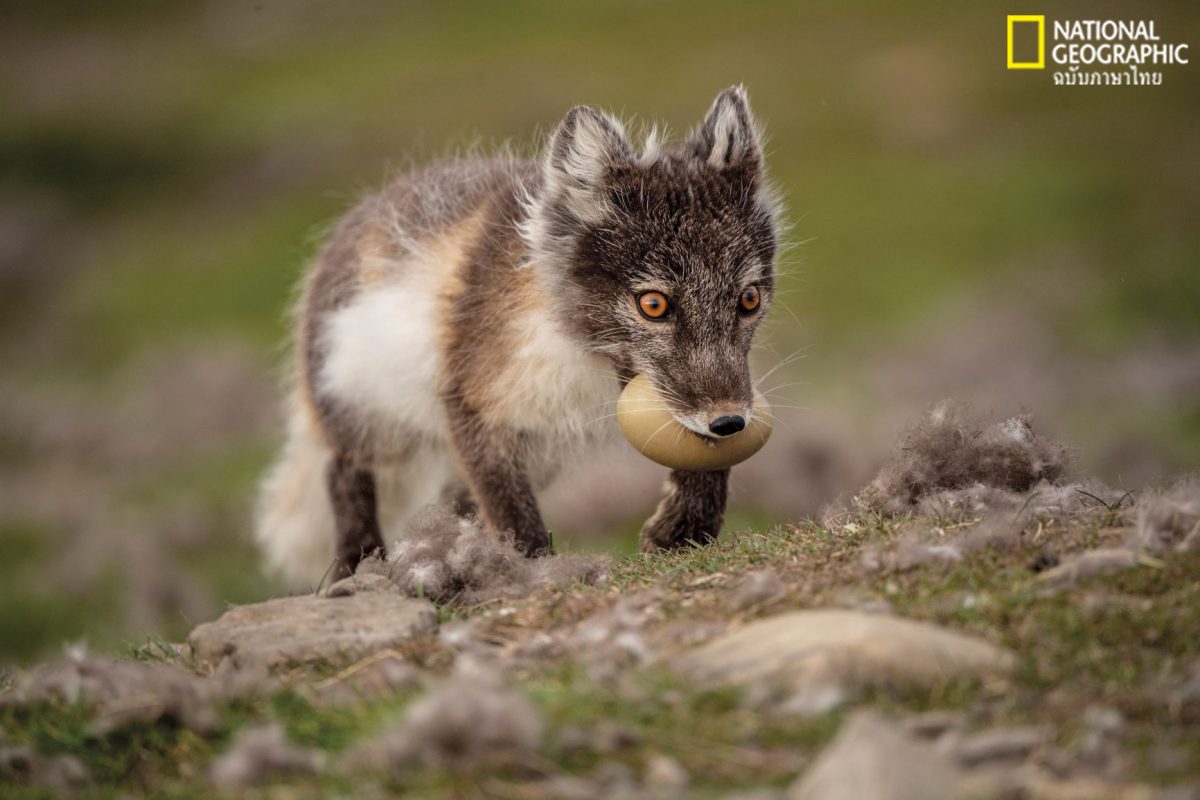 สุนัขจิ้งจอก, สฟาลบาร์